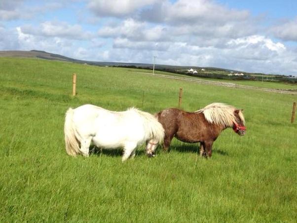 Ceol Na Dtonnta Hotell Doolin Eksteriør bilde